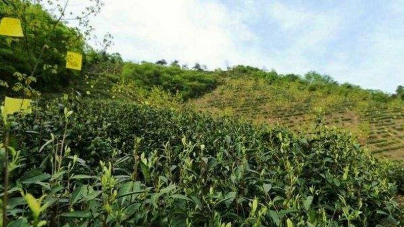 果蔬冷链运输材质要求解析：安全、高效、环保的秘诀