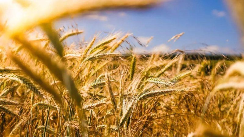 温室大棚骨架：规格、材质选择与关键考量