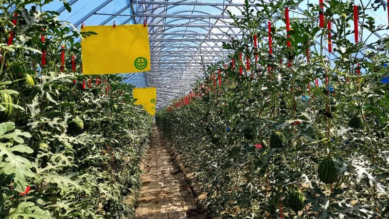 智慧农业物联网系统安装：关键步骤与注意事项