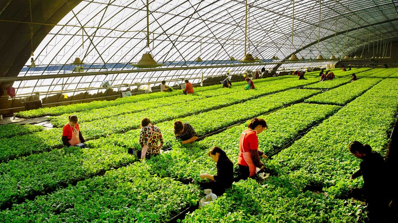 农资批发小型种植户规格型号