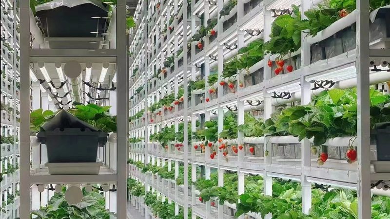 绿色食品加盟：揭秘总部选址与加盟要点
